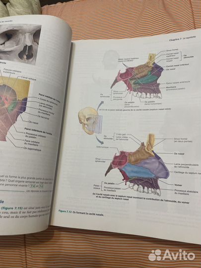 Книга анатомия
