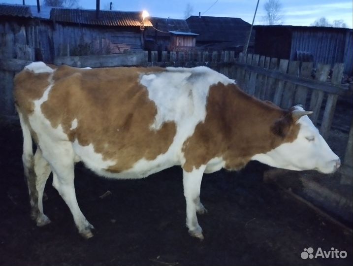 Корова стельная дойная