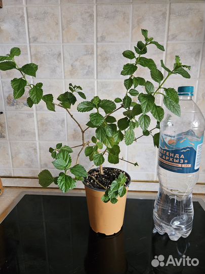 Лантана желтая