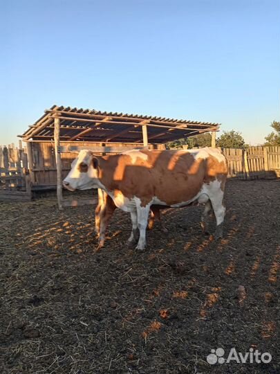 Коровы дойные молочные