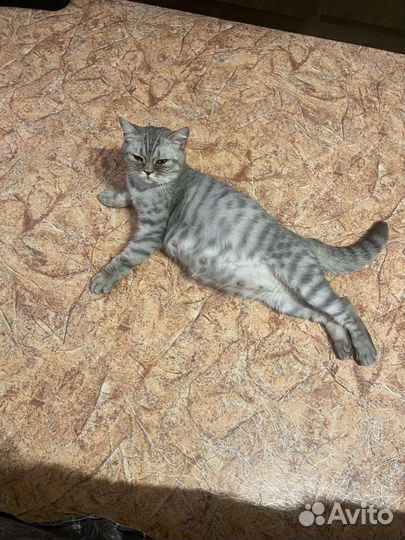 Кошка в добрые руки