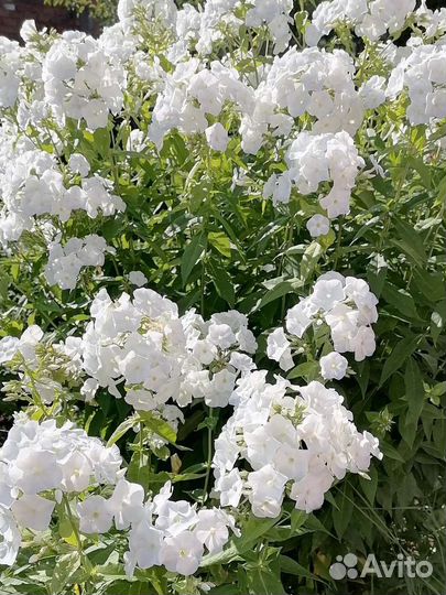 Флоксы многолетние