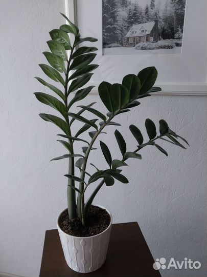 Замиокулькас