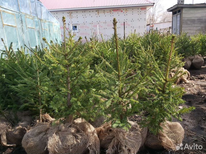 Ель саженцы