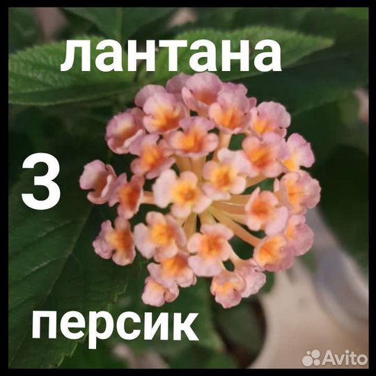 Лантана 20 видов