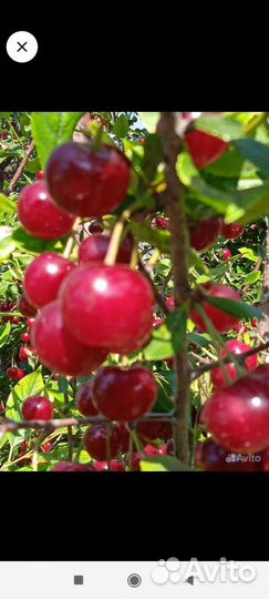 Саженцы черешня вишня