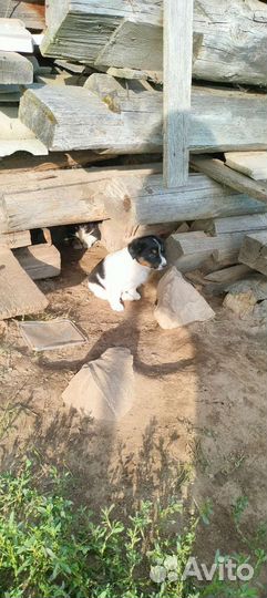 Щенок в добрые руки