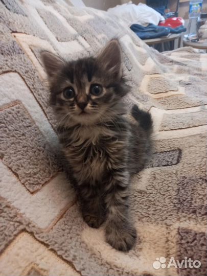 Котенок в дар