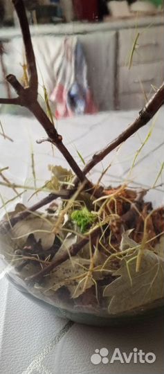 Аннамский палочник