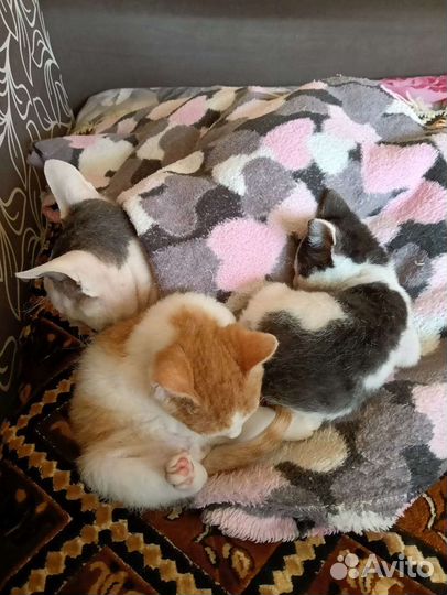 Котята в добрые руки