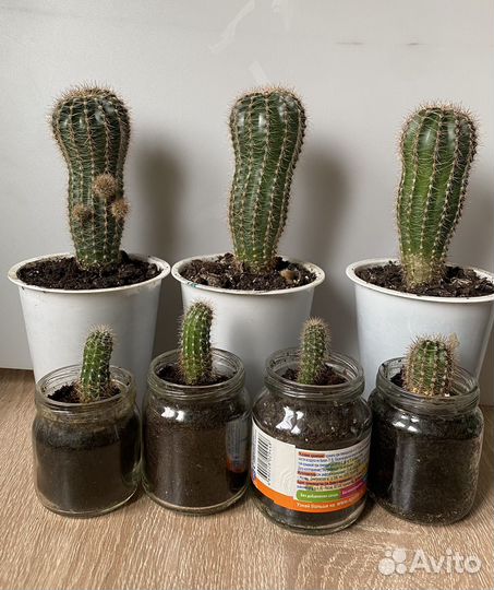 Кактус Эхинопсис