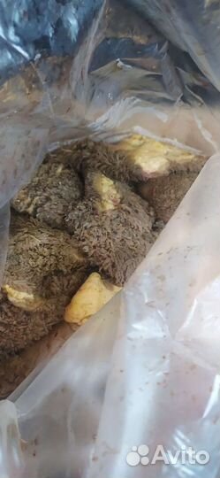 Мясо говядина для собак