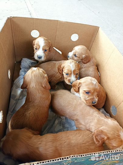Спаниель Щенки