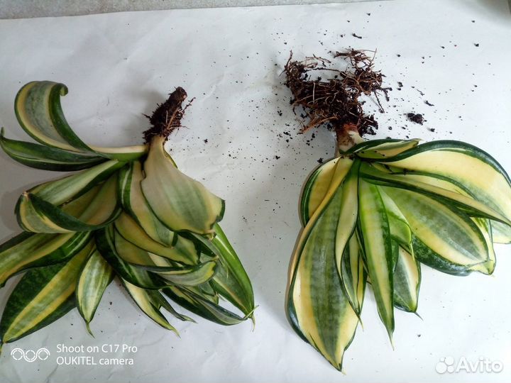 Домашние растения цветы