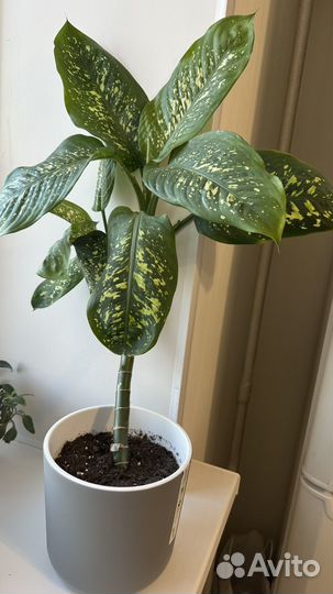 Диффенбахия