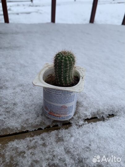 Кактус эхинопсис