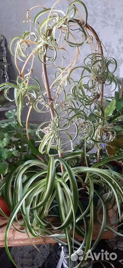 Хлорофитум кучерявый Бонни