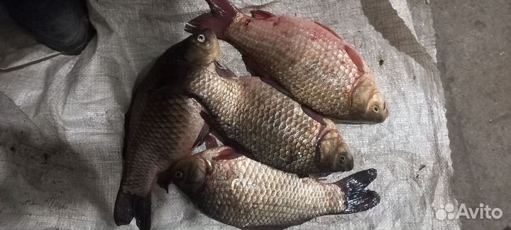 Рыба лещ,карась свежий