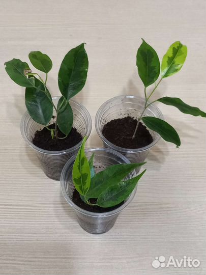 Фикус триангулярис Грин Дрим, Coconut Cream