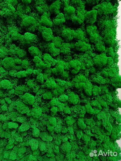 Стабилизированный мох