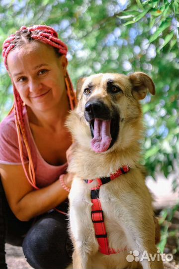 Красивая молодая собака в добрые руки