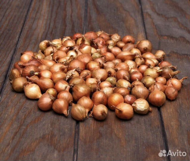 Продажа лук севок