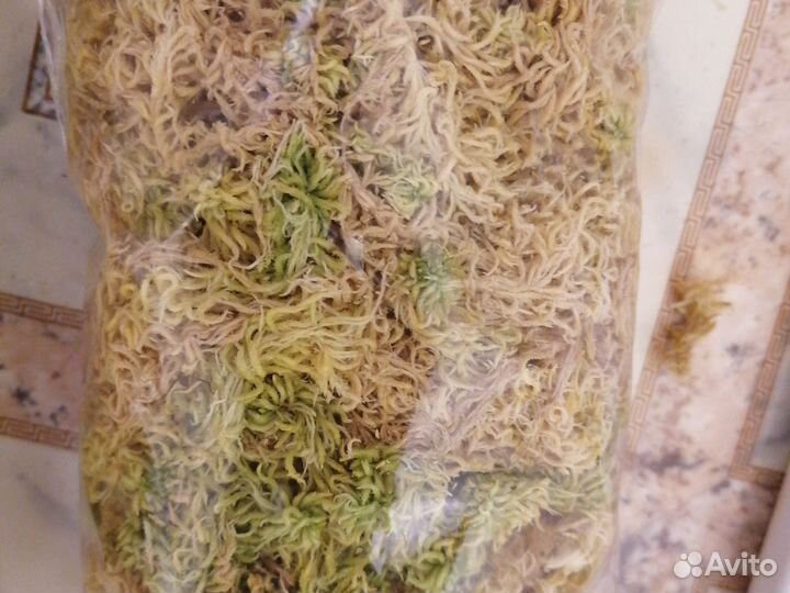 Мох сфагнум