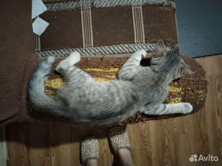 Кошка ищет дом