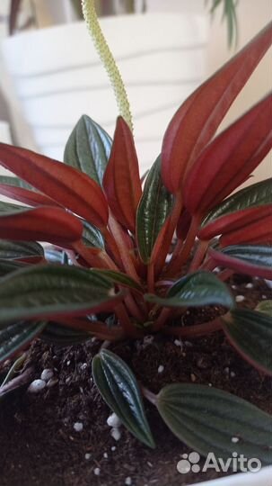 Пеперомия Россо