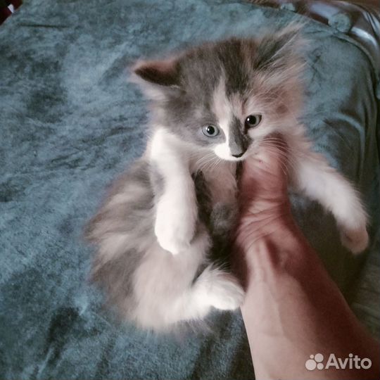 Котята в добрые руки. Два кота и кошка