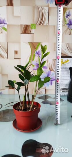 Замиокулькас