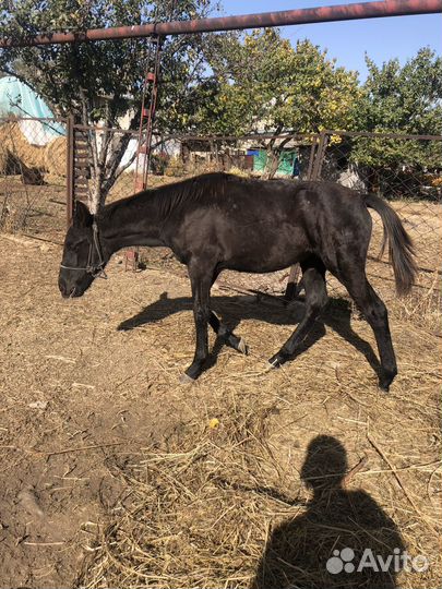 Кобыла с жеребенком