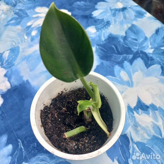 Эсхитнантус