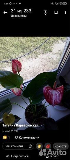 Антуриум Ливиум