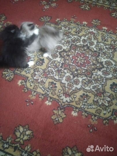 Котятки в добрые руки