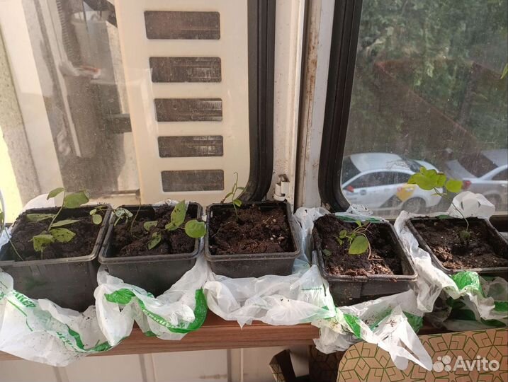 Черника патио Топ хат