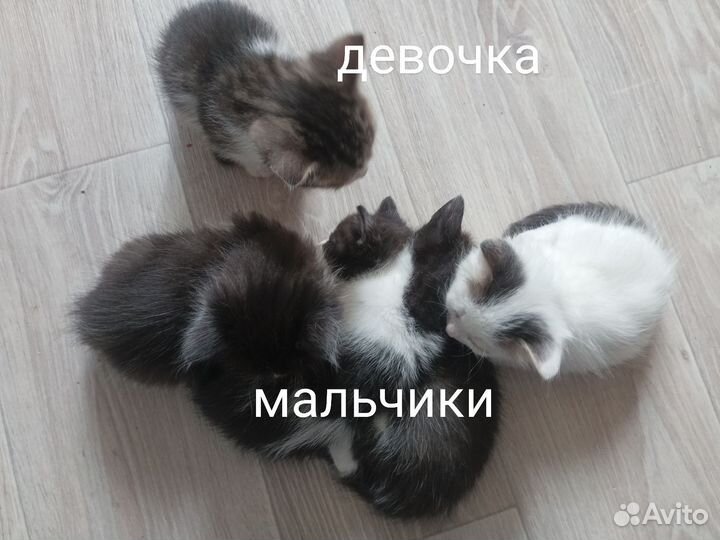 Котята в дар бесплатно
