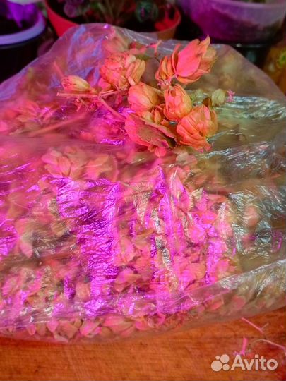 Хмель шишки