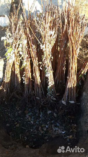 Саженцы ремонтантной малины