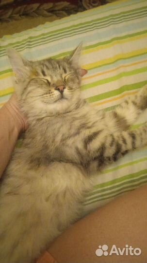 Котенок подросток в добрые руки