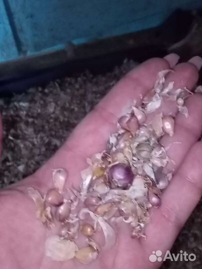 Чеснок бульбочки