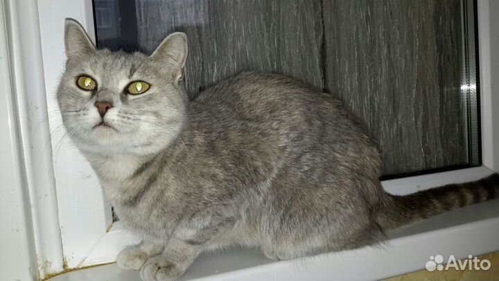 Благородная кисуля