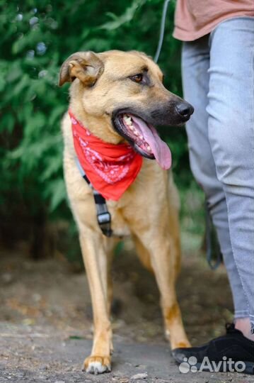 Трусливой собаке из приюта нужна любовь и забота