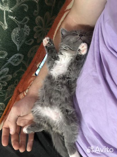 Котенок в добрые руки