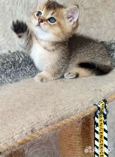 Золотой мальчик