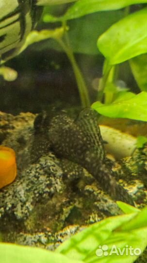 Сом анциструс