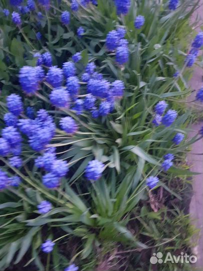 Мускари луковичные многолетник