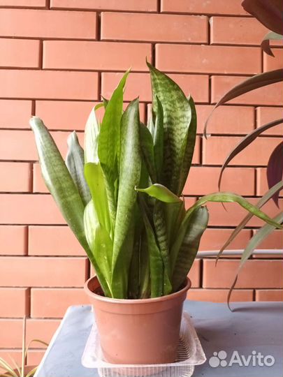 Сансевиерия разная (тещин язык)