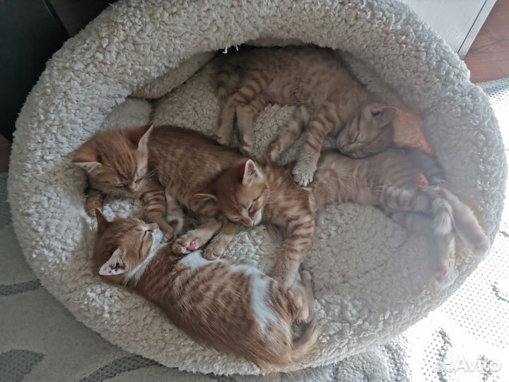 Кошка и котята в добрые руки