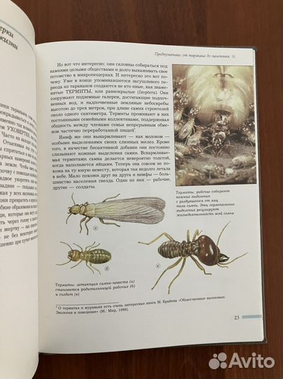 Кузнечик дорогой